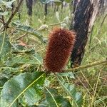 Banksia robur फूल