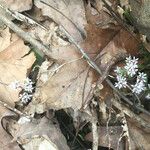 Erigenia bulbosa Cvet