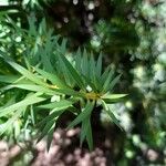 Podocarpus nubigenus Leaf