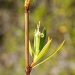 Ernodea littoralis Flower