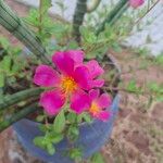 Portulaca umbraticolaBloem