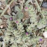 Echium arenarium Folha
