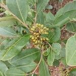 Pittosporum viridiflorum Frutto