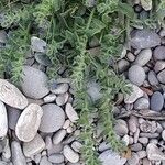 Echium arenarium Flor