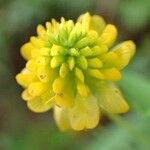 Trifolium aureum 花