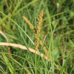 Carex vulpinoidea Flor