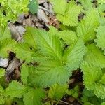 Potentilla indica Листок