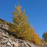 Larix occidentalis Hábito