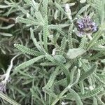 Lavandula dentata Ліст