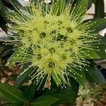 Xanthostemon pubescens फूल