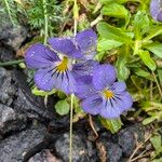 Viola cornuta Virág