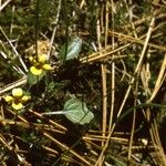 Viola purpurea Habitus