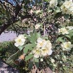 Crataegus orientalis Flower