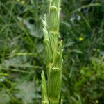 Aegilops speltoides 叶