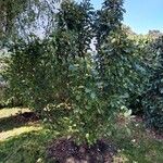 Pyrus communis Vivejo