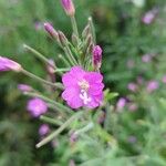 Epilobium hirsutumFlor