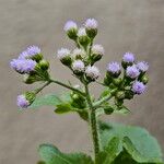 Ageratum conyzoidesFlower