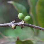 Pleiocarpa pycnantha Fruit