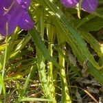 Campanula speciosa Feuille