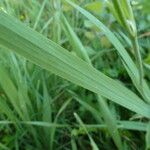 Gladiolus italicus Hoja