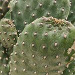 Consolea rubescens Hoja