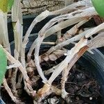 Cattleya gaskelliana 樹皮