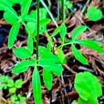 Cardamine californica List