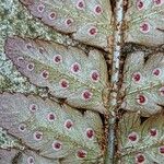 Dryopteris erythrosora Fruit