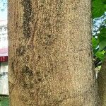 Gmelina arborea Bark