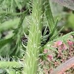 Daucus muricatus Schors