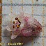Cuscuta epithymum Diğer