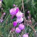 Daboecia cantabrica फूल