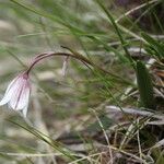 Gagea serotina Blomma