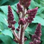 Astilbe japonica Lorea