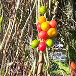 Tinospora cordifolia Fruit