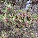 Pinus mugo Blomma
