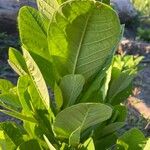 Crotalaria spectabilis Blad