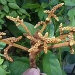 Cupaniopsis mackeeana Kukka