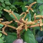 Cupaniopsis mackeeana Flower