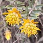 Chuquiraga parviflora Flower