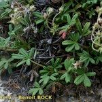 Potentilla saxifraga Habit