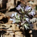 Obolaria virginica Fiore