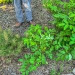 Sanguisorba canadensis Lehti