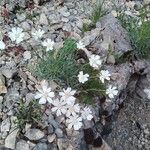 Achillea ageratifolia Flower