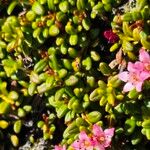 Kalmia procumbens Hoja