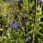 Salvia laevis Flower