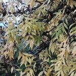 Fraxinus angustifolia Folla