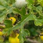 Solanum linnaeanum ഇല