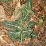 Goodyera pubescens Blatt