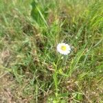 Erigeron philadelphicusফুল